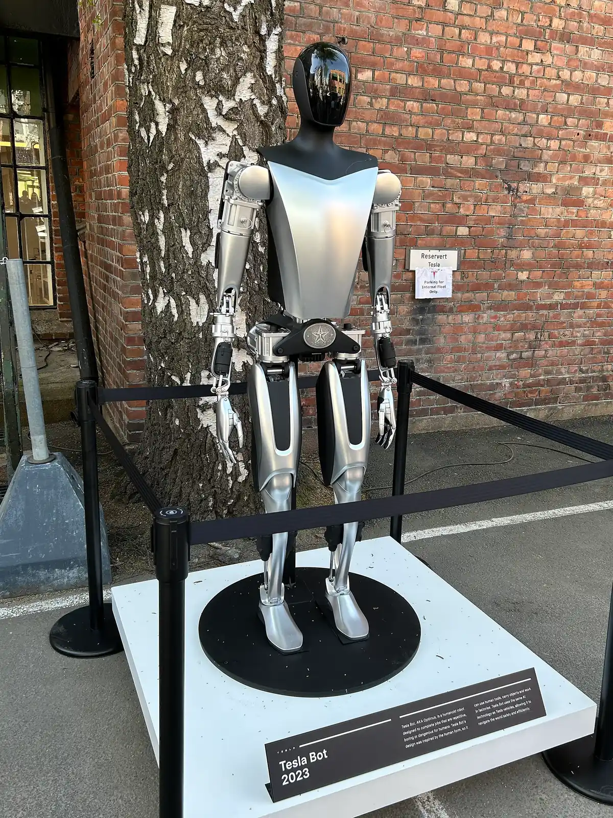 Tesla Optimus (Tesla Bot 2023) on a display stand